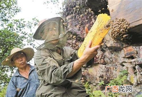神农架中蜂老式养殖 神农架中蜂老式养殖