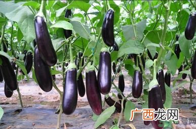 怎么挑选嫩茄子？怎么辨别茄子的老嫩？