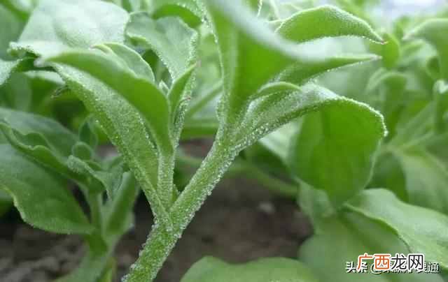 2019年最有前景的几大行业 种植什么最赚钱