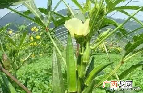 2019年最有前景的几大行业 种植什么最赚钱
