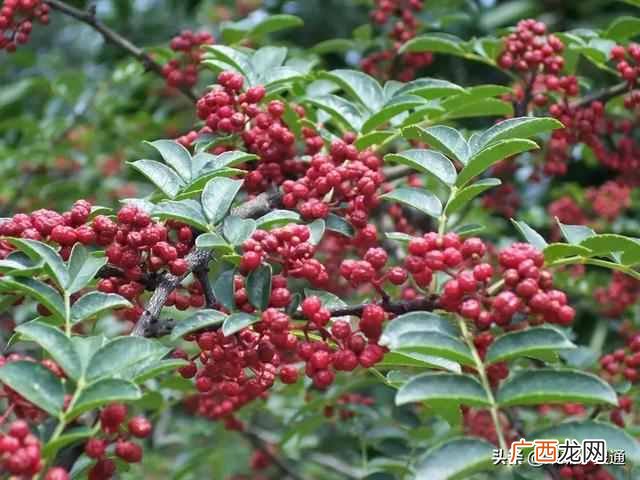 2019年最有前景的几大行业 种植什么最赚钱