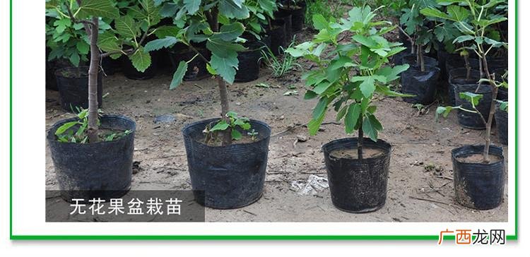 豪猪的养殖前景和利润 无花果养殖前景