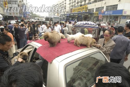 南宁狗场养殖基地 西宁狗养殖中心