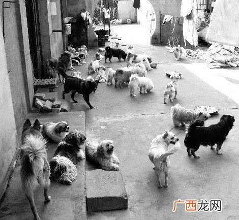 南宁狗场养殖基地 西宁狗养殖中心