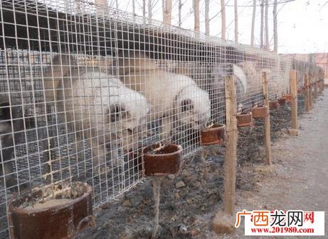 肉狗养殖 稀有新型养殖品种