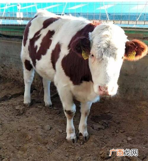 夏洛莱羊的养殖技术 夏洛莱牛的养殖技术