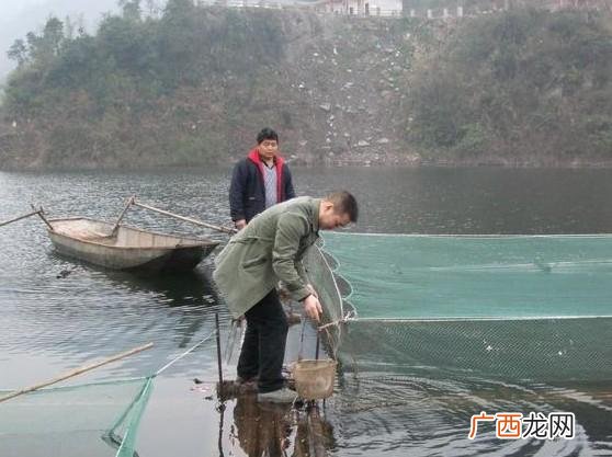 网箱养草鱼一平方米多少条 箱体养殖草鱼