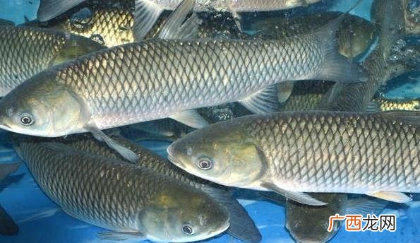 网箱养草鱼一平方米多少条 箱体养殖草鱼