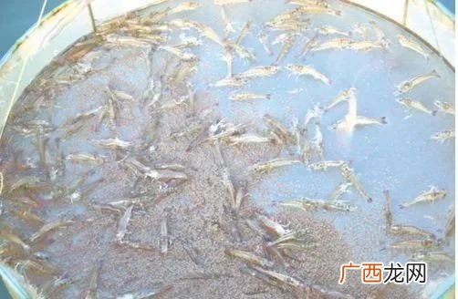晋江养虾基地 想去天津看看养殖虾场