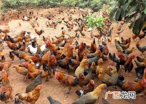 蝎子养殖密度 蝎子养殖51