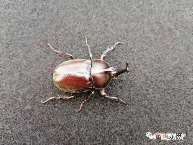 蝎子养殖密度 蝎子养殖51