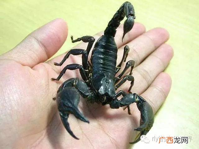 蝎子养殖密度 蝎子养殖51
