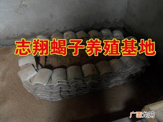 蝎子养殖技术 蝎子养殖厂设计图