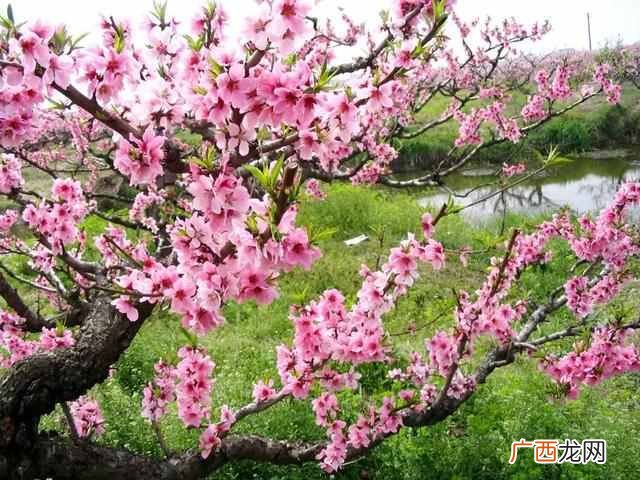 知识科普春天的花 春天有什么花