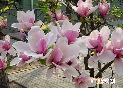 知识科普春天的花 春天有什么花