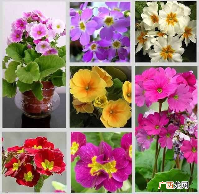 知识科普春天的花 春天有什么花