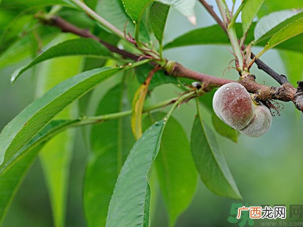 毛桃怎么清洗干净？毛桃怎么去毛？