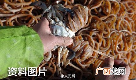 3斤螃蟹绑7两皮筋螃蟹怎么绑起来的