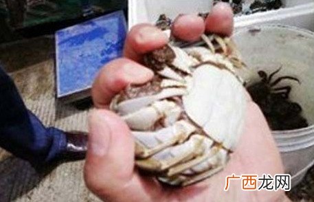 3斤螃蟹绑7两皮筋螃蟹怎么绑起来的