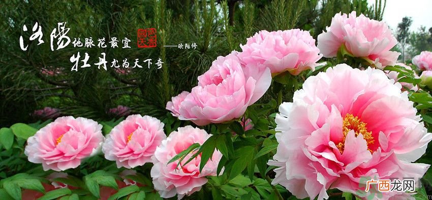 洛阳牡丹文化节活动有哪些？洛阳牡丹文化节门票是多少？