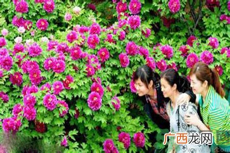 洛阳牡丹文化节活动有哪些？洛阳牡丹文化节门票是多少？