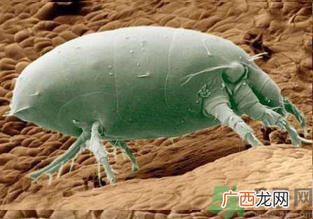 怎么去掉棉被上的螨虫?彻底清除棉被上的螨虫方法