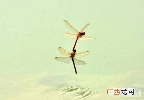 蜻蜓为什么吃害虫 蜻蜓吃什么食物