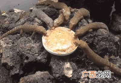 壁虎的种类有哪些 壁虎吃什么食物