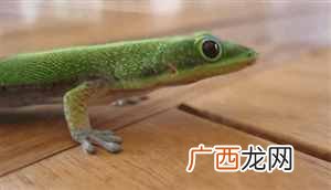 壁虎的种类有哪些 壁虎吃什么食物