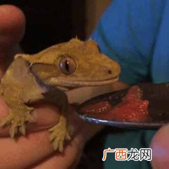 壁虎的种类有哪些 壁虎吃什么食物