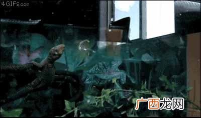 壁虎的种类有哪些 壁虎吃什么食物