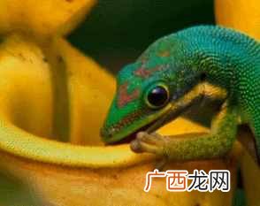 壁虎的种类有哪些 壁虎吃什么食物