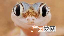 壁虎的种类有哪些 壁虎吃什么食物