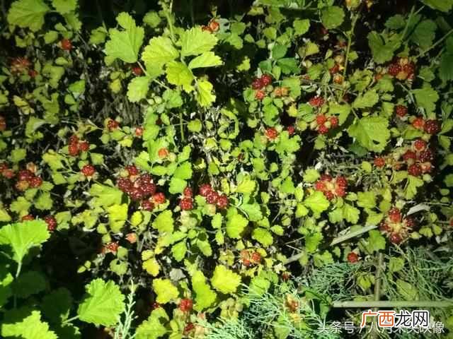 树莓为什么都喜欢吃 树莓是什么味道的水果