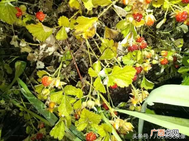 树莓为什么都喜欢吃 树莓是什么味道的水果