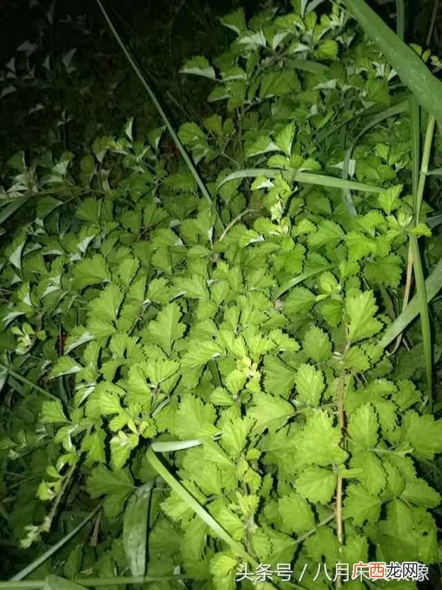 树莓为什么都喜欢吃 树莓是什么味道的水果