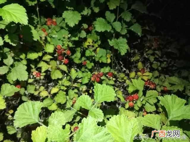 树莓为什么都喜欢吃 树莓是什么味道的水果