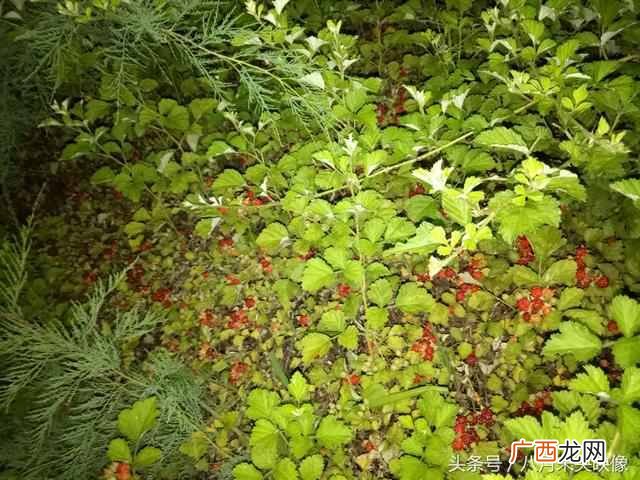 树莓为什么都喜欢吃 树莓是什么味道的水果