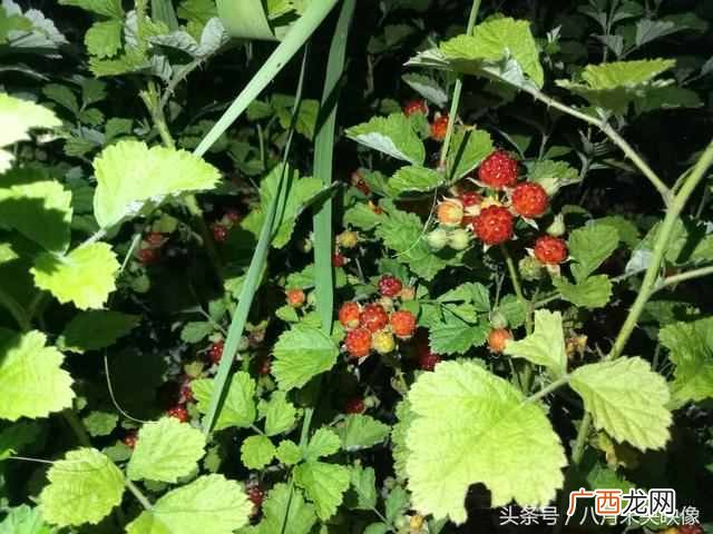树莓为什么都喜欢吃 树莓是什么味道的水果