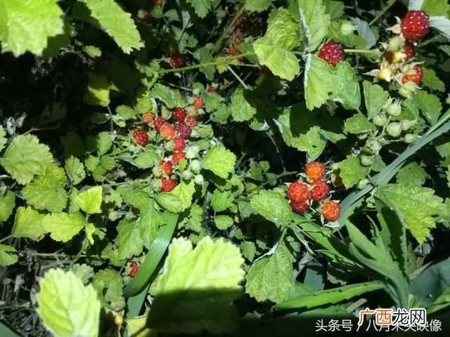 树莓为什么都喜欢吃 树莓是什么味道的水果