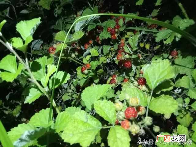 树莓为什么都喜欢吃 树莓是什么味道的水果
