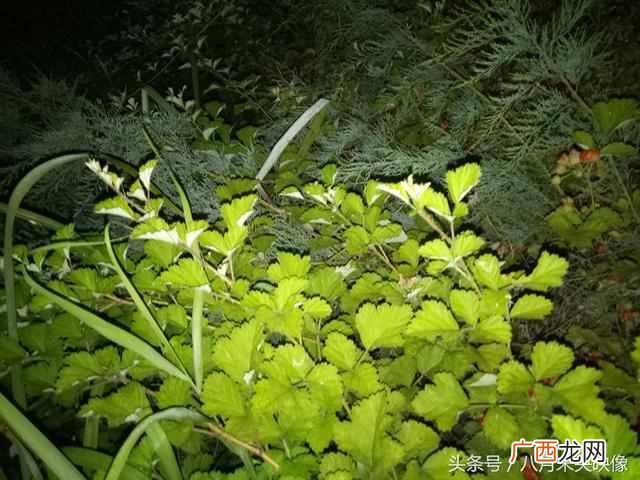 树莓为什么都喜欢吃 树莓是什么味道的水果