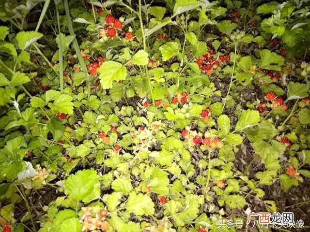 树莓为什么都喜欢吃 树莓是什么味道的水果