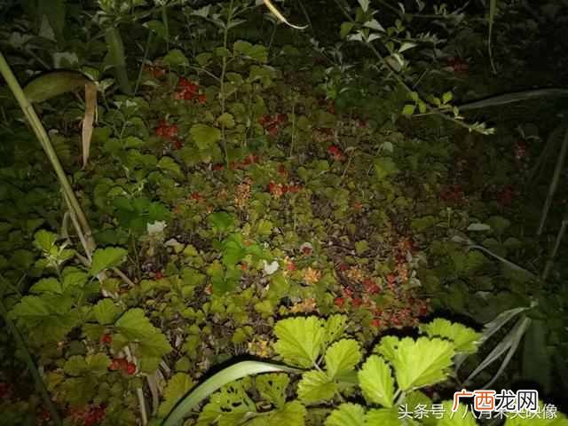 树莓为什么都喜欢吃 树莓是什么味道的水果