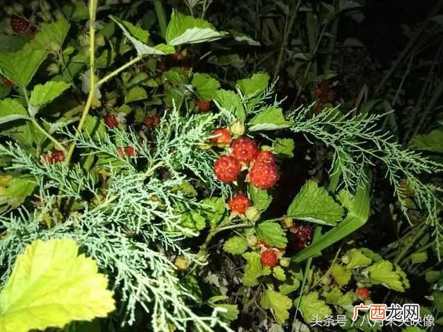 树莓为什么都喜欢吃 树莓是什么味道的水果