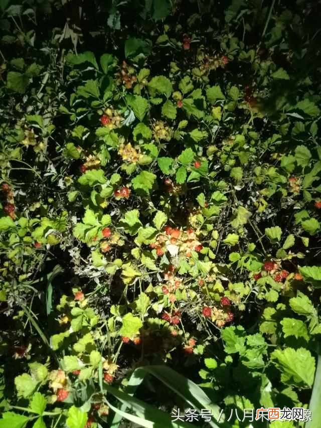 树莓为什么都喜欢吃 树莓是什么味道的水果