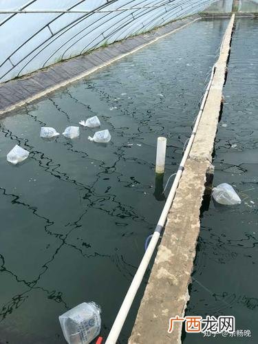 浙江最新养殖青虾技术 生态青虾养殖技术