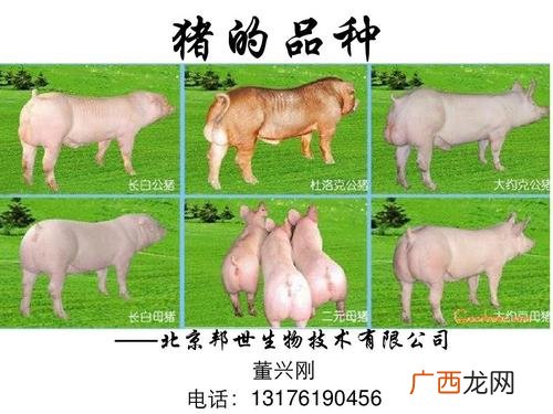 养猪大棚 生猪养殖优良品种