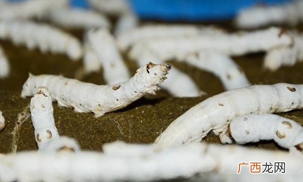 活蚕蛹怎么能养活 食用蚕蛹怎么养殖