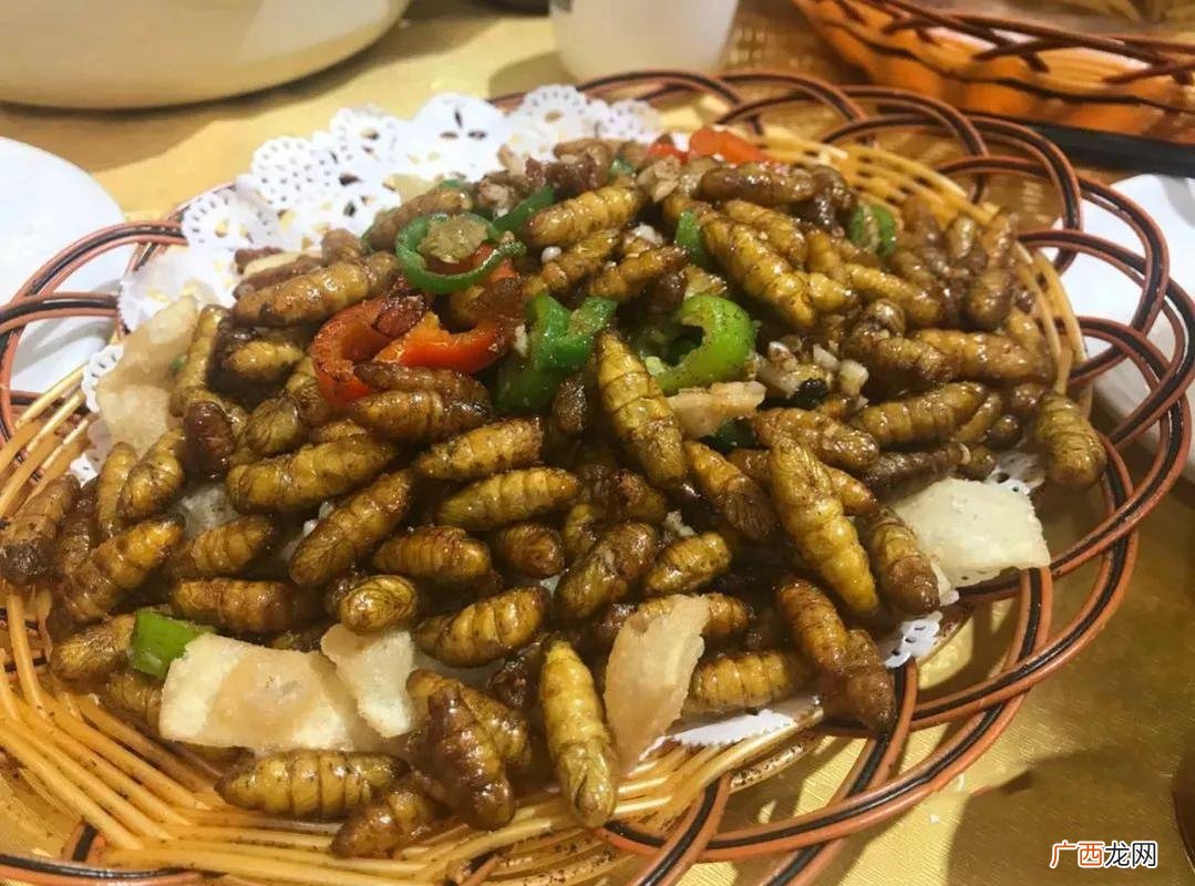 活蚕蛹怎么能养活 食用蚕蛹怎么养殖